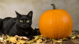 Halloween Tips for your Pet