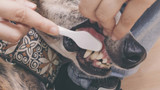 How Do I Brush My Pet's Teeth... and How Often?