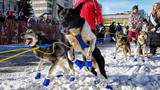 Going the Distance with Flexadin Advanced at the Iditarod