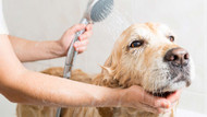 How to Give Your Pet a Proper Holiday Bath