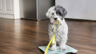 Managing Your Pet's Weight to Help Alleviate Joint Discomfort