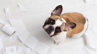 Using the Stress Ladder to Understand Your Pet's Behavior