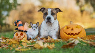 Helping Your Pets Cope with Spooky Season