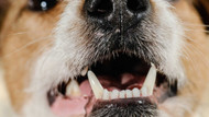 Tips to Keep Your Pet's Teeth Healthy