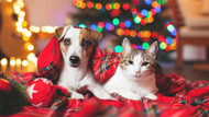 Holiday Pet Safety Tips