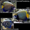 Pomacanthus Imperator