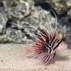 Pterois Radiata