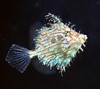 Chaetodermis Penicilligerus