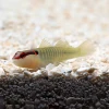 Elacatinus Multifasciatus