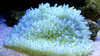 Heteractis Crispa