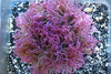 Heteractis Crispa