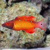 Bodianus Diana