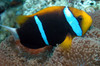 Amphiprion Chrysopterus