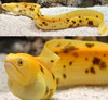 Gymnothorax Miliaris (Banana Eel)