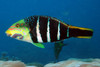 Hemigymnus Fasciatus