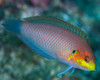 Macropharyngodon Moyeri