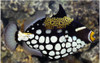Balistoides Conspicillum