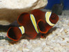 Premnas Biaculeatus Yellowstripe Pair, Oppdrett