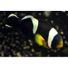 Amphiprion Sebae Pair