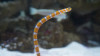 Gorgasia Preclara