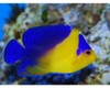Paracentropyge Venusta (Oppdrett)