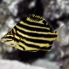 Microcanthus Strigatus