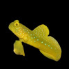 Cryptocentrus Cinctus + Alpheus Randalli