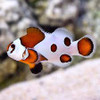 Amphiprion Ocellaris Mocha Storm