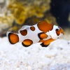 Amphiprion Ocellaris Mocha Storm