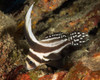 Equetus Punctatus