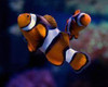 Amphiprion Percula, black (Oppdrett)