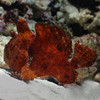 Antennarius sp (Red/Orange)