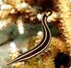 Diademichthys lineatus