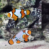 Amphiprion Ocellaris, Snow Onyx , Pair