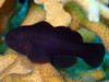 Gobiodon Acicularis