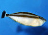 Pseudalutarius Nasicornis