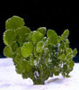 Halimeda spp. (Cactus)