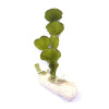 Halimeda spp. (Cactus)
