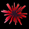 Heterocentrotus Mammillatus , Red