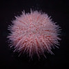 Salmacis Spp. (Pink Lady), Small