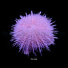 Salmacis Spp. (Pink Lady), Small
