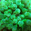 Entacmaea Quadricolor, Green