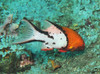 Bodianus Anthioides