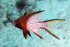 Bodianus Anthioides