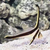 Equetus Lanceolatus