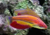 Paracheilinus Mccoskeri (Sumatra)
