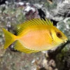 Siganus Corallinus