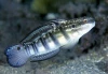 Amblygobius Phalaena , Oppdrett