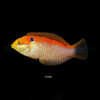 Macropharyngodon Vivienae