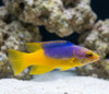 Bodianus Rufus
